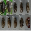 arg adippe pupa8 volg